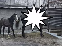 Stute, Orlov Trotter — Foto 4