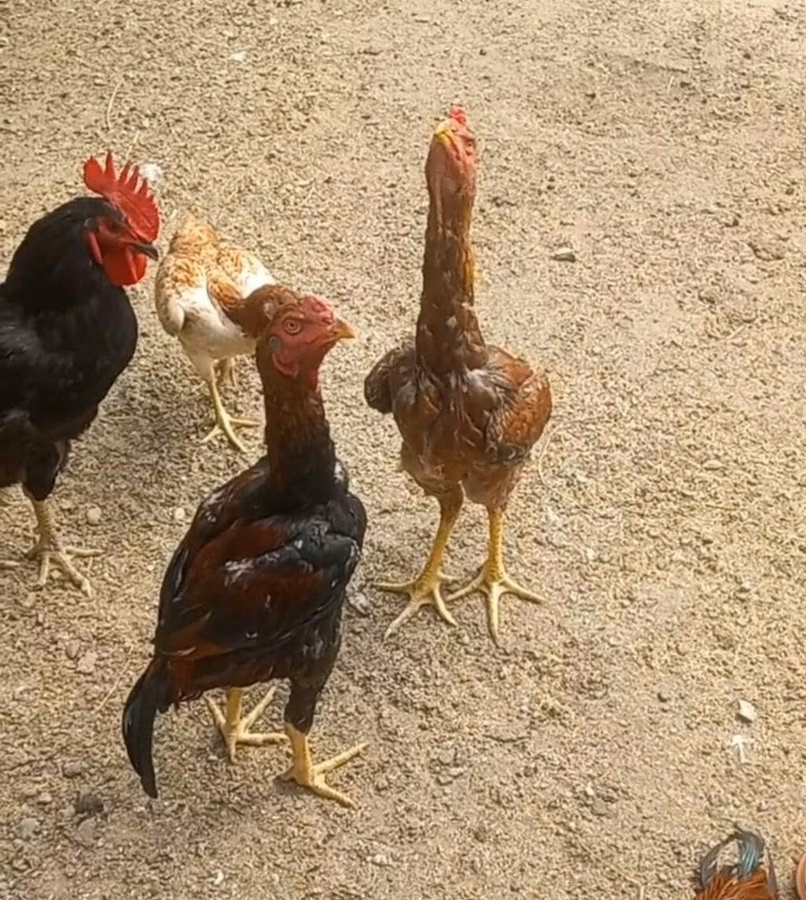 Chickens