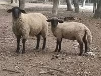 公羊, White Suffolk sheep — 照片 1