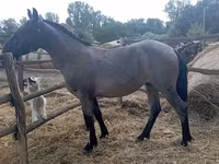 Cavalo, Cavalos — foto 2