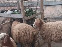 Sheep, Sheep — photo 4