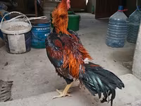 Chickens — photo 5