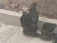Brahma — photo 4