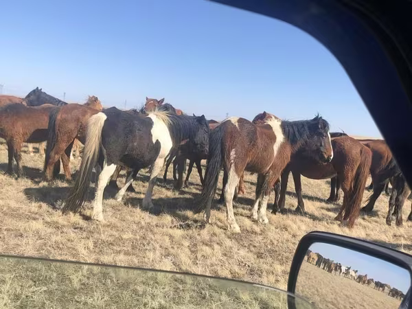 Кобила, Horse breed