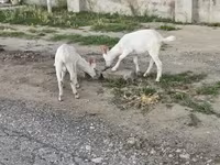 Keçi, Keçilər — foto 8