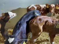 İribuynuzlu mal-qara (partiya, cinsi göstərilməyib), Simmental cattle — foto 3