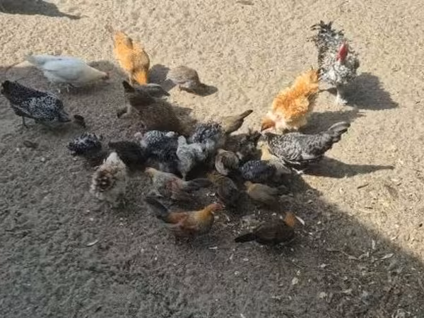 Данська курка