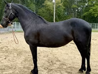 Stute, Friesian — Foto 1