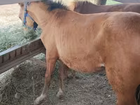 Horse (M), Friesian sport horse — photo 1