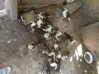 Domestic Muscovy — photo 2