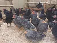 Australorp — photo 1