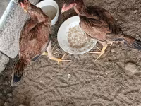 Chickens — photo 2