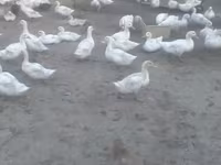 Ducks — फ़ोटो 1