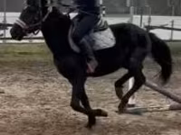 حصان, Hungarian horse breed — الصورة 5