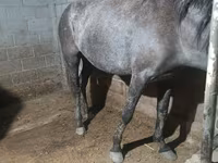 فرس, Budyonny horse — الصورة 2