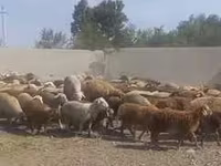 Qoʻchqor, Rhon sheep — 2-rasm
