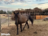 Cavalo, Hucul pony — foto 1