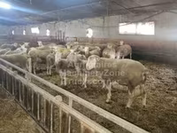 Oveja, Ile-de-France sheep — foto 1