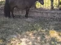 Cavalo, Australian Pony — foto 7
