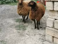 Sheep, Sheep — photo 1