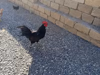 Chickens — 照片 2