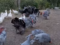 Turkeys — الصورة 4