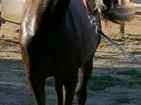 Caballo, Caballos — foto 2