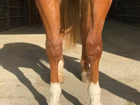 At, Quarter Horse — foto 4