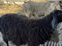 Widder, Hissar sheep — Foto 4