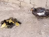 Ducks — Foto 3