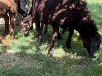 Sheep, Sheep — photo 1