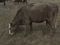 Cow, Red Polled Cow — photo 6
