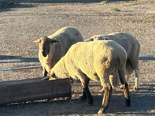 كبش, Hampshire sheep