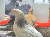 Chickens — photo 3