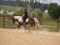At, Pinto horses — foto 1