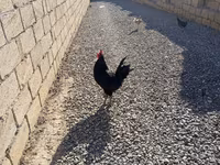 Chickens — 照片 5