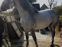 Égua, Andalusian horse — foto 1