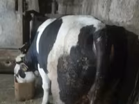 Bulle, Russian Black pied cattle — Foto 8
