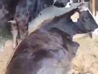 Vaca, Raça Alatau — foto 1