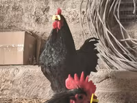 Australorp — foto 3