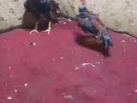 Chickens — Foto 3