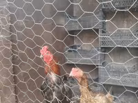 Chickens — फ़ोटो 1