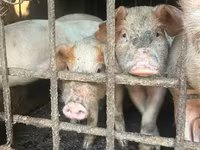 Sow, Pigs — photo 1