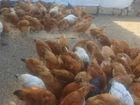 Chickens — الصورة 1