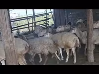 Sheep, Sheep — photo 2