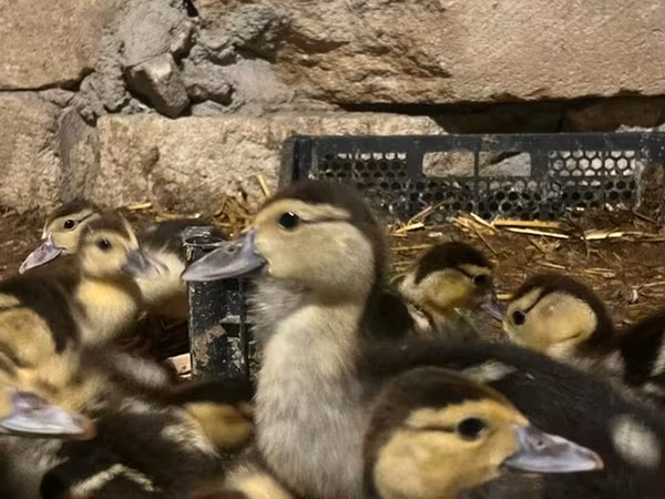 Ducks