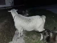 Goats (batch, sex not specified), Goats — photo 5