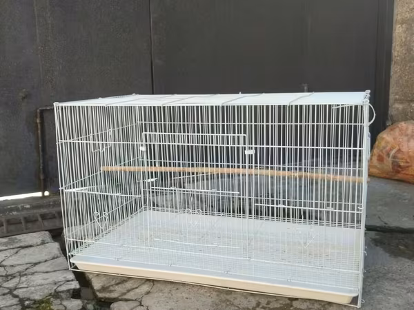 Teze kimidi sonu 60 azn korella qusu ile barter var 2 eded lutino ile