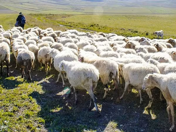 Sheep (batch, sex not specified), Sheep — Azerbaijan