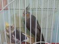 Nimfa (Cockatiel) cütü və qəfəs dəsti - Növ: Nimfa tutuquşusu — Foto 1